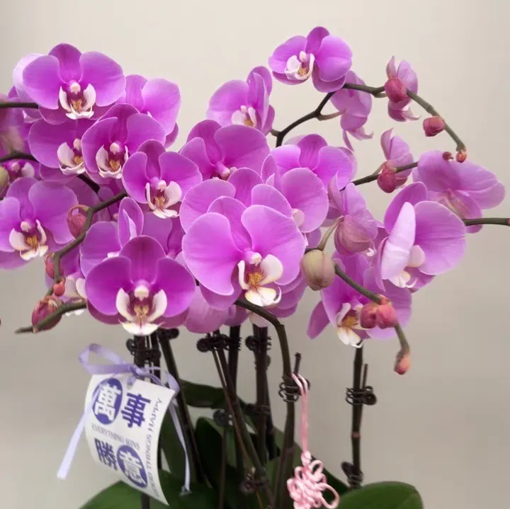 蝴蝶兰花瓣变透明的原因 蝴蝶兰花瓣变透明怎么办