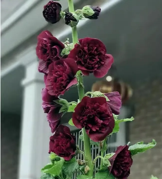 端午节代表植物有哪些推荐 端午节植物叫什么名字