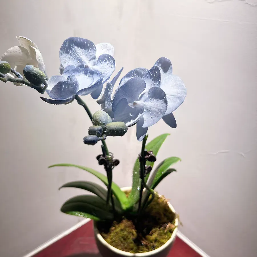 蝴蝶兰叶芽与花芽一样吗 蝴蝶兰花芽和叶芽的区别