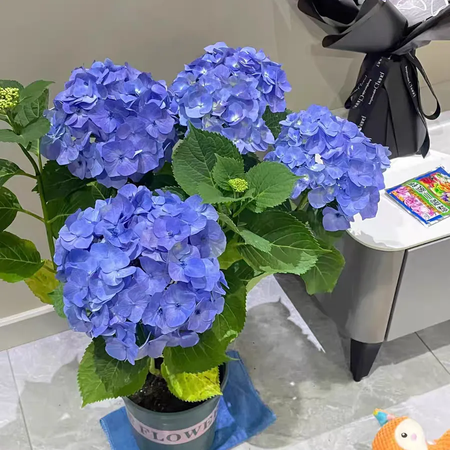 绣球花最受欢迎的品种推荐 绣球花的品种有哪些好看好养花期长