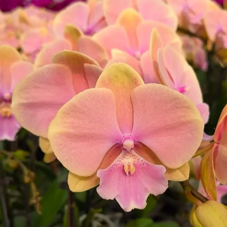 蝴蝶兰芳美传奇就是芳美彩虹吗 蝴蝶兰芳美传奇是大花吗