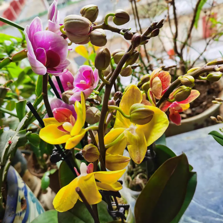 蝴蝶兰复花为什么越开越小原因 蝴蝶兰开的花越来越小怎么办