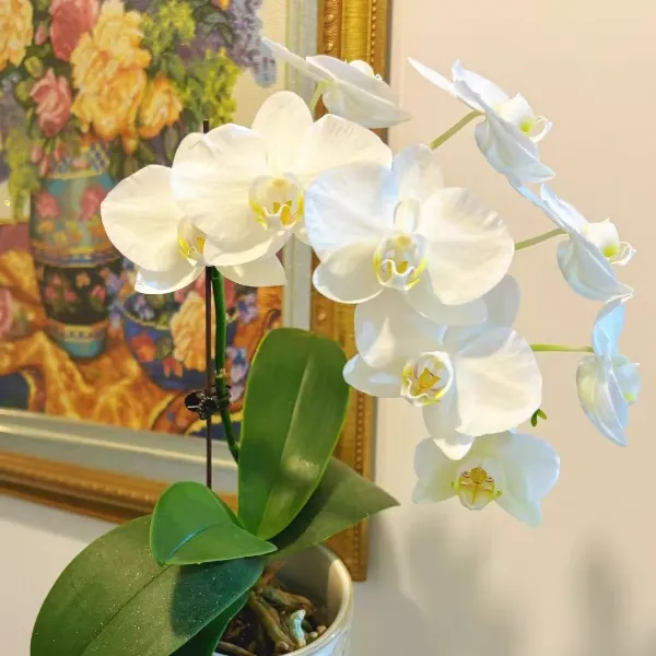 蝴蝶兰如何催花梗开花 蝴蝶兰催花梗的正确方法是什么