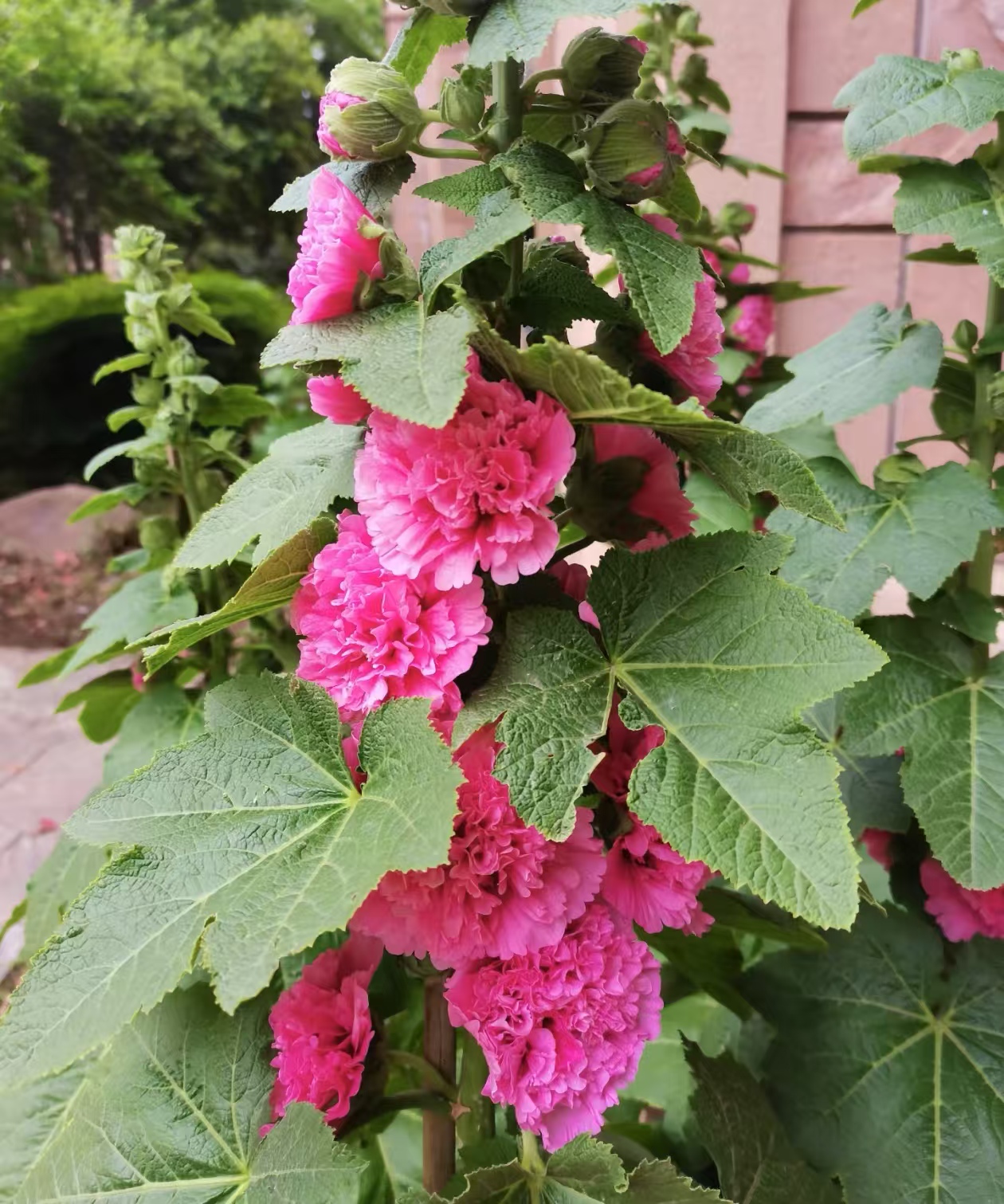 夏天越晒越开花的植物有哪些？适合阳台喜阳的花有啥？