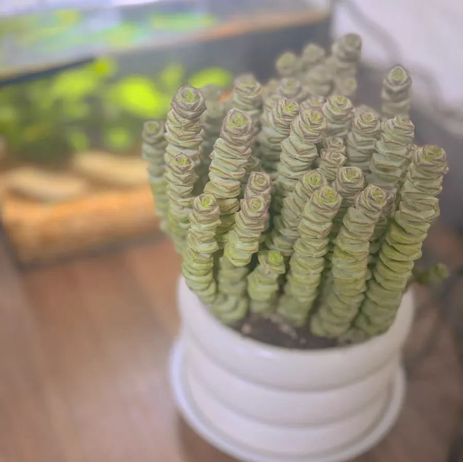多肉开花了怎么处理方法 多肉植物开花要剪掉吗