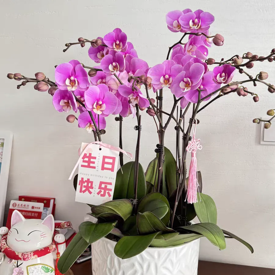 蝴蝶兰夏花和冬花的区别是什么 蝴蝶兰夏花花期多长时间