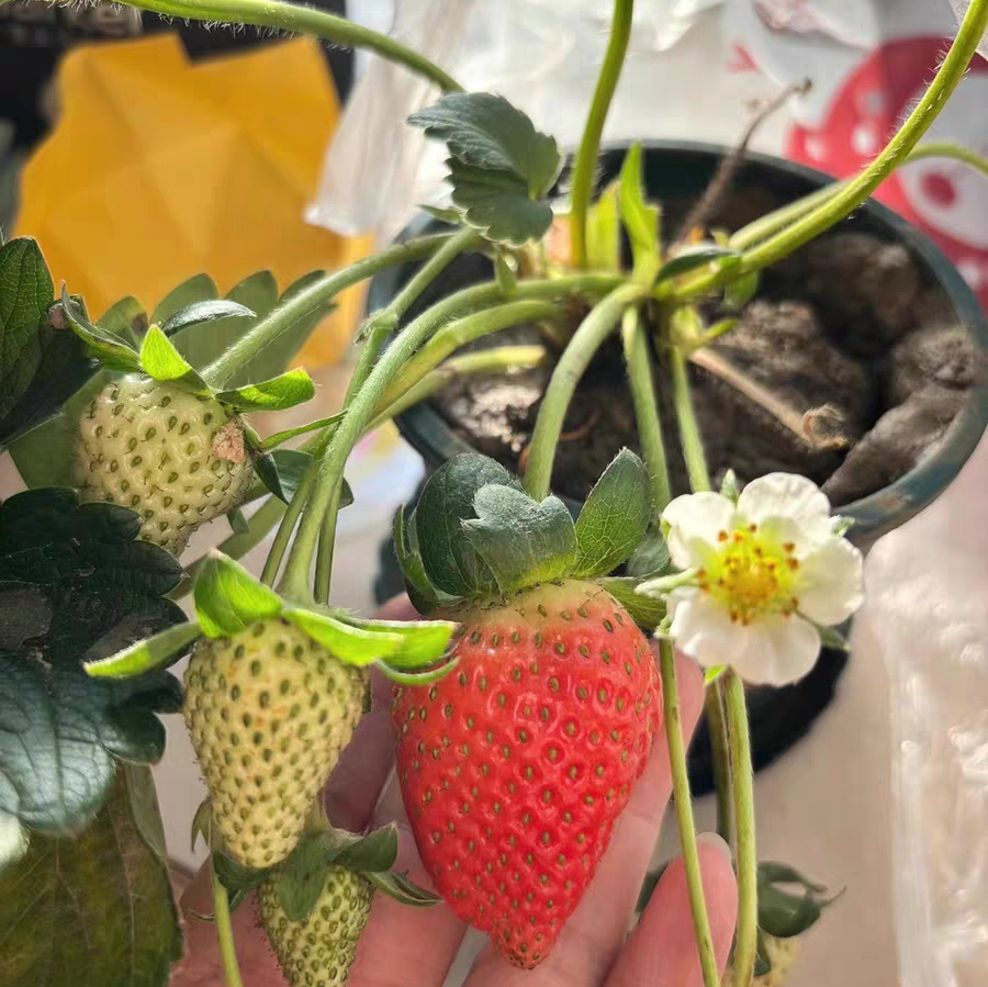 盆栽草莓如何繁殖 盆栽草莓怎么繁殖小苗