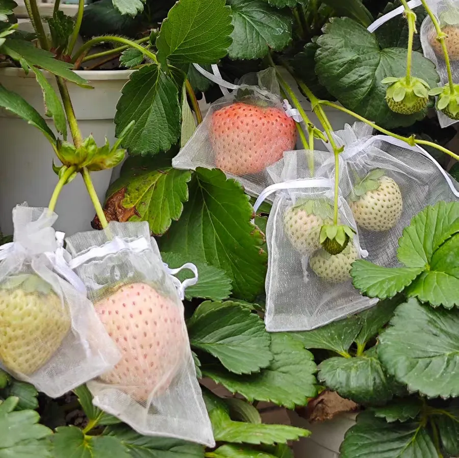 草莓花小是怎么回事 草莓花瓣偏小原因是什么造成的