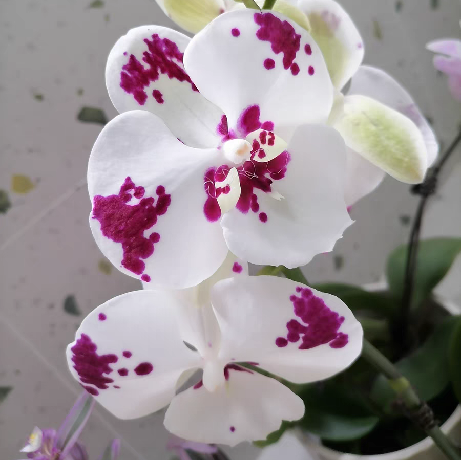 蝴蝶兰花瓣后翻是什么原因 蝴蝶兰花瓣后翻是什么情况