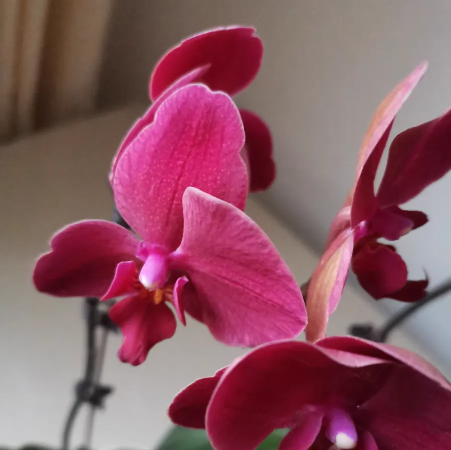 蝴蝶兰开完花后花杆怎么办 蝴蝶兰开过花的花杆应不应该剪掉