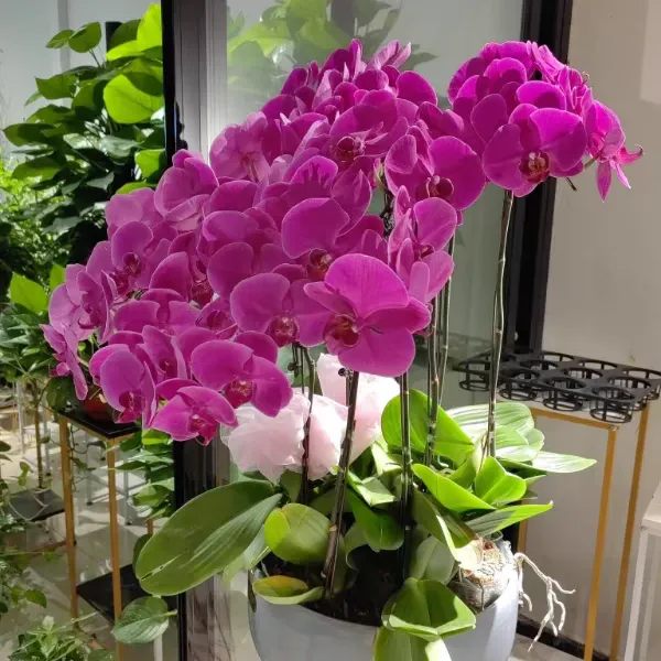蝴蝶兰植株长歪了怎么回事 蝴蝶兰植株长歪了怎么办