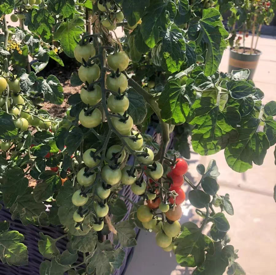 小番茄只开花不结果怎么回事 小番茄只开花不结果的原因及解决方法