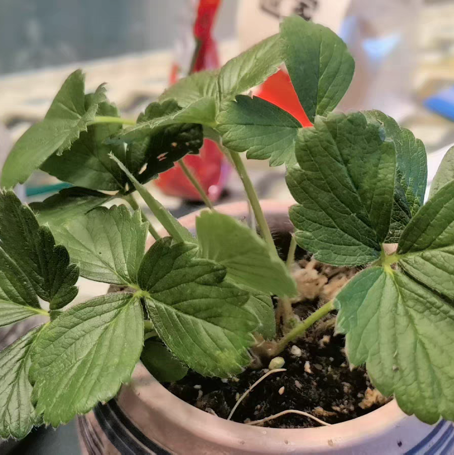 阳台草莓种植怎么多结果 怎么使草莓一年结四次果