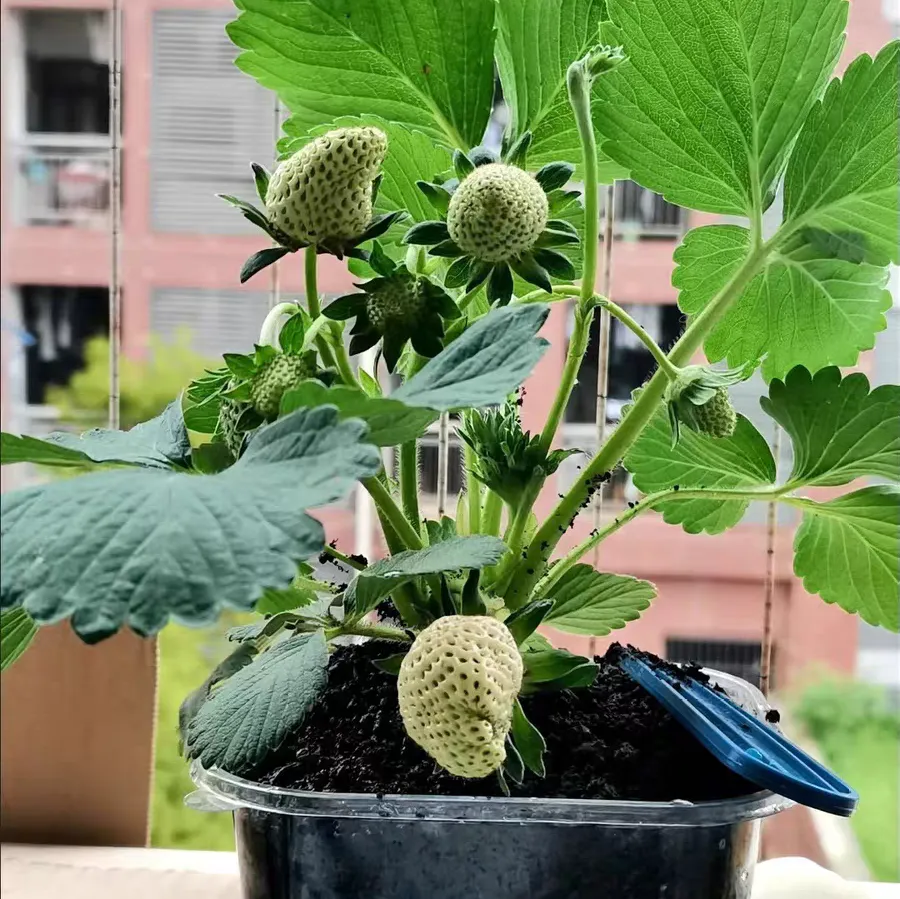 为什么草莓花苞出来枯萎的原因 草莓花苞枯萎怎么办小妙招