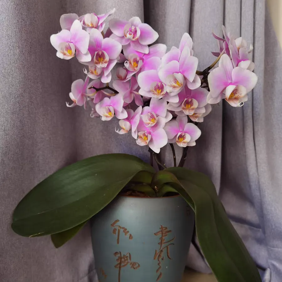 蝴蝶兰的花骨朵为什么发黄 蝴蝶兰花骨朵变黄怎么补救