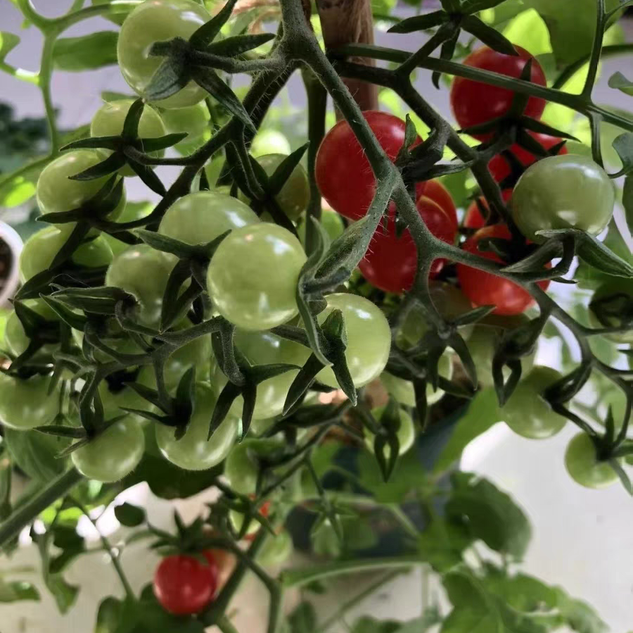 小番茄花少是什么原因 小番茄种植开花少怎么办