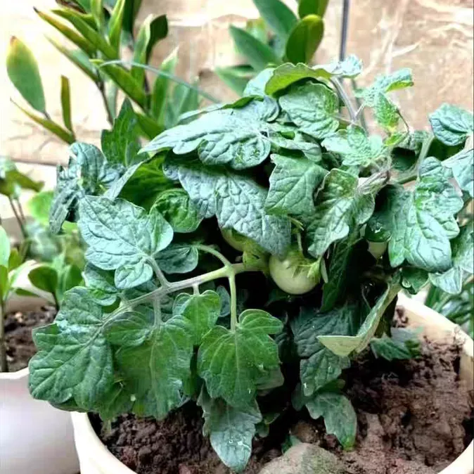 番茄卷叶怎么回事 番茄卷叶原因及防治方法
