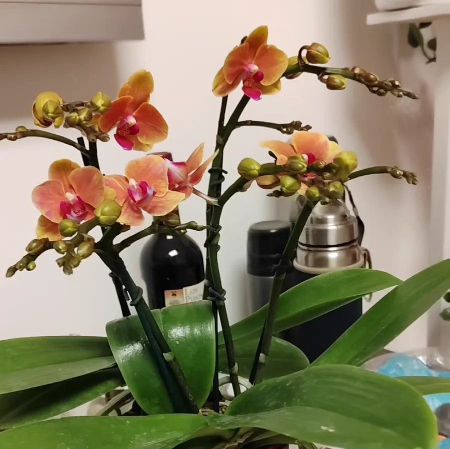 蝴蝶兰花期后换盆怎么换 蝴蝶兰花期后换盆最简单处理方法