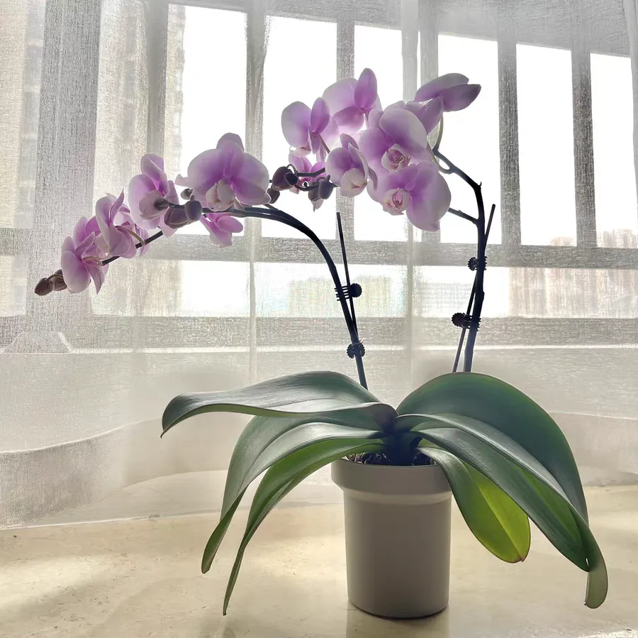 蝴蝶兰花谢后叶子发黄掉落怎么办 蝴蝶兰花谢后叶子也烂掉怎么处理