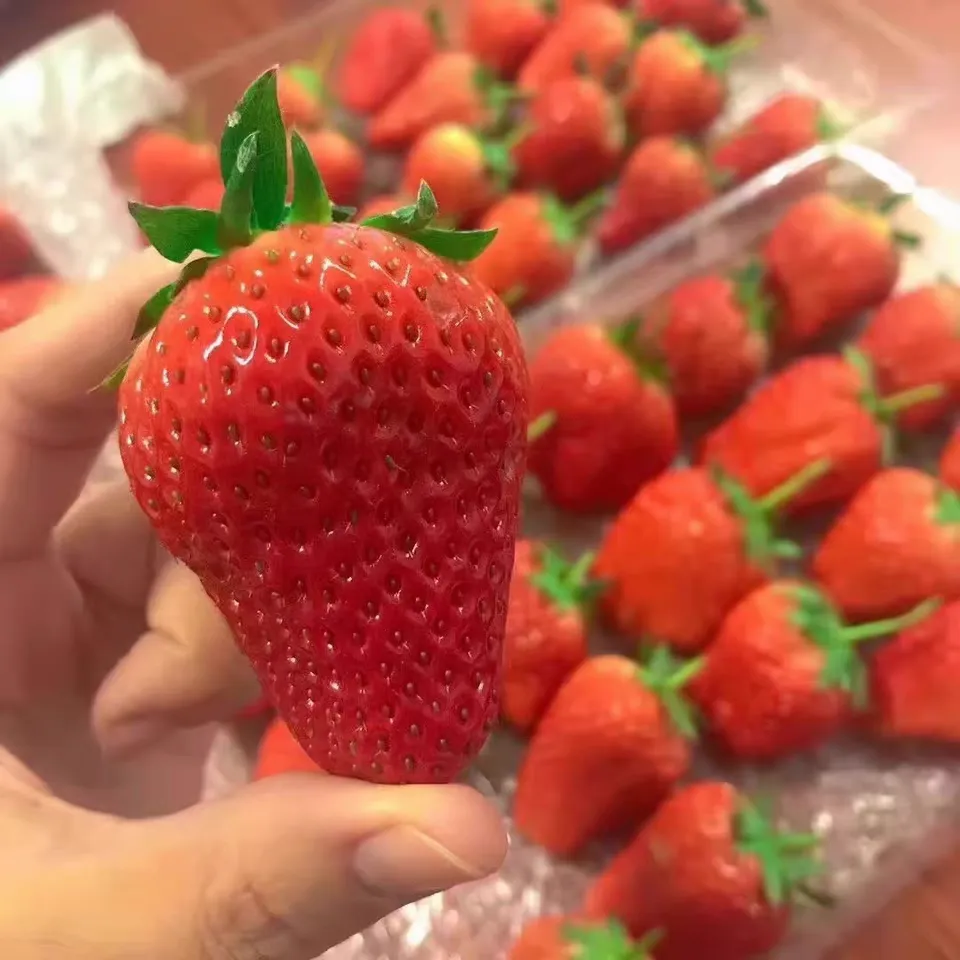 草莓种植品种推荐 草莓哪个品种最好吃最甜易种植的