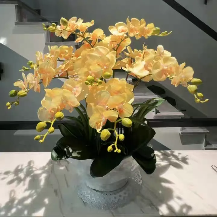 蝴蝶兰开花时能浇水吗 蝴蝶兰开花期间怎么浇水