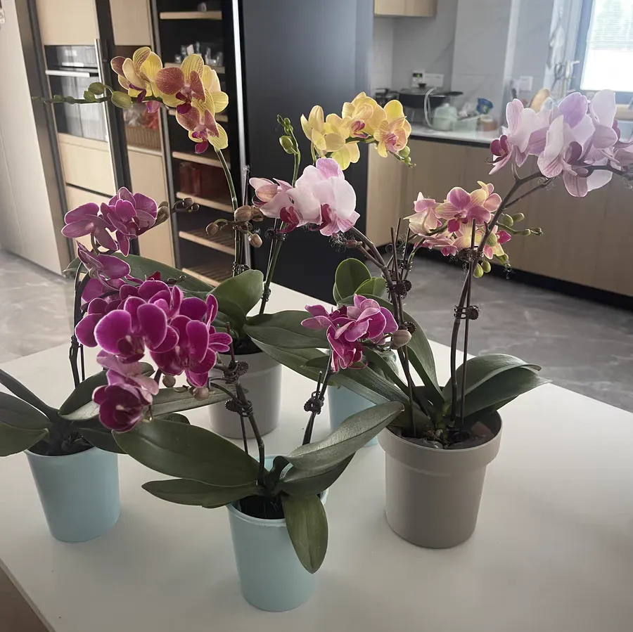 蝴蝶兰根部有白色颗粒是什么东西 蝴蝶兰根部有白色霉菌怎么处理
