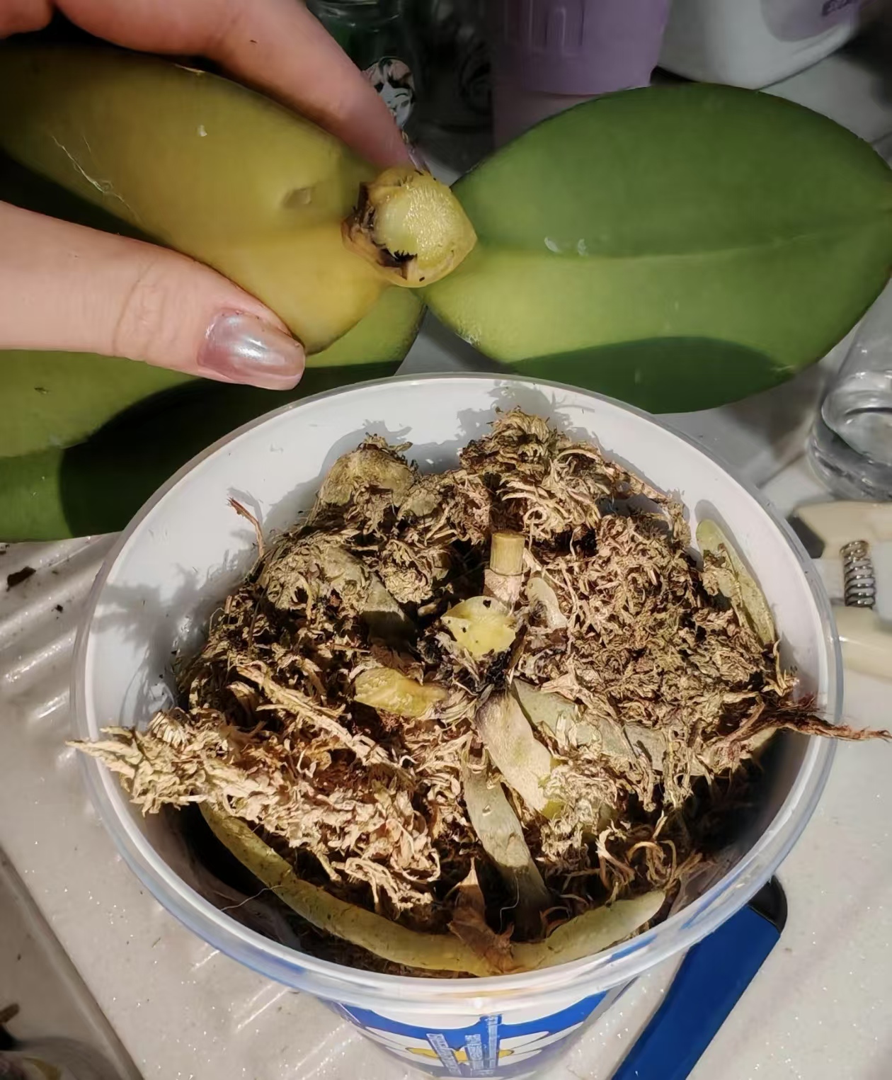 蝴蝶兰湿养正确吗怎么养好呢？蝴蝶兰用水苔养好吗？