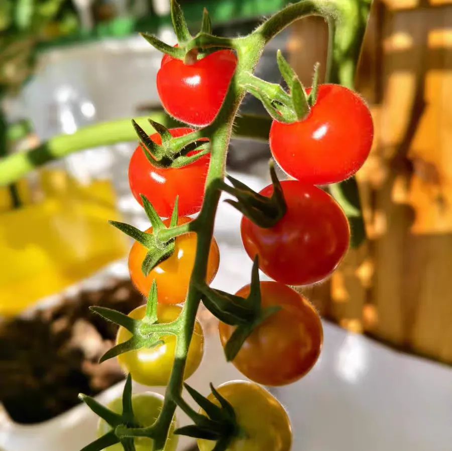 番茄掉花是怎么回事 番茄掉花怎么办小妙招