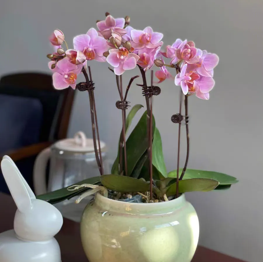 蝴蝶兰叶子腐烂是什么原因造成的 蝴蝶兰叶子烂了怎么处理
