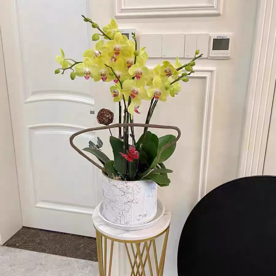 蝴蝶兰花苞很小就提前开了是什么原因 蝴蝶兰花苞很小就提前开了怎么回事