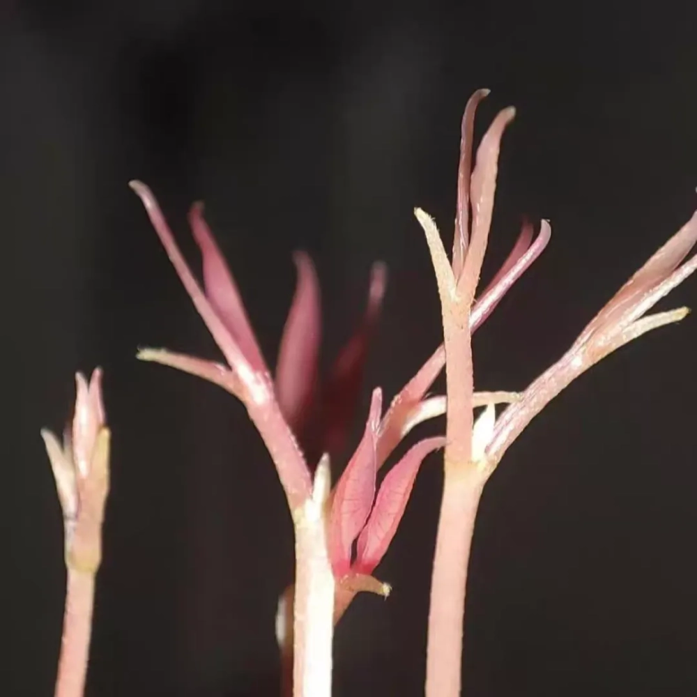 荔枝核怎么种才能发芽开花 荔枝核水培的方法