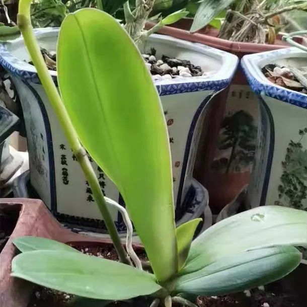蝴蝶兰新苗和花后苗怎么选 蝴蝶兰新苗好还是花后苗好