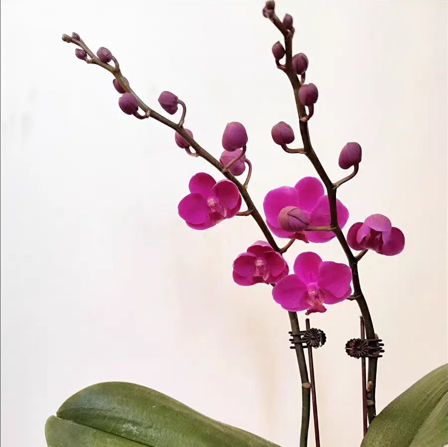 蝴蝶兰植料要松还是紧 水苔种蝴蝶兰要压紧吗