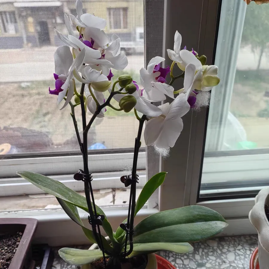 蝴蝶兰怎么花苞多一点 蝴蝶兰如何花苞更多