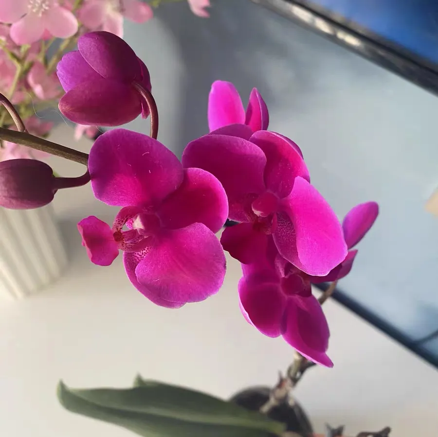 蝴蝶兰如何挑选好的品种 怎样挑选蝴蝶兰花苗的品种