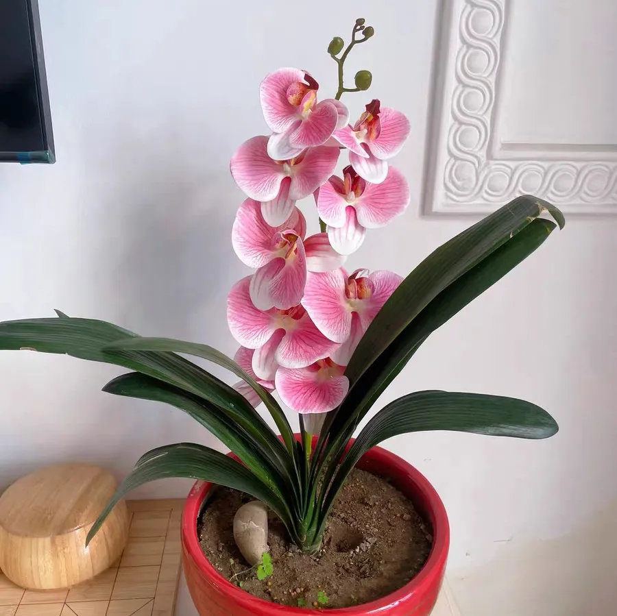 蝴蝶兰水培烂根原因怎么回事 蝴蝶兰水培烂根怎么办