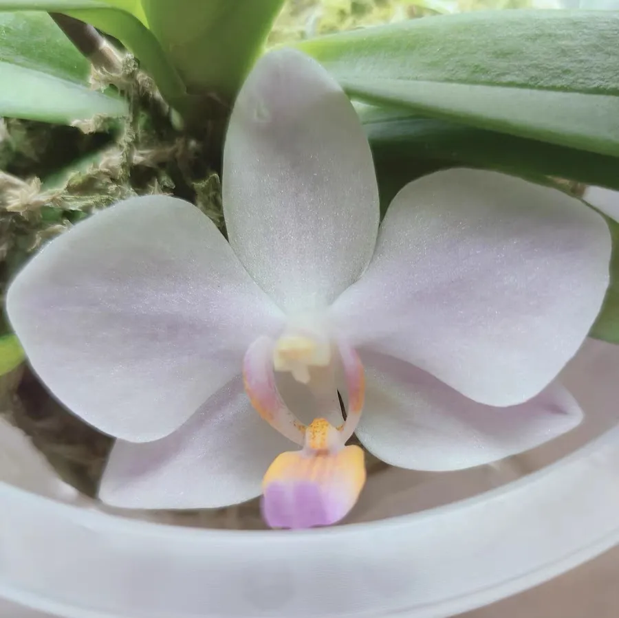 蝴蝶兰花盆出现水汽的原因有哪些 蝴蝶兰花盆出现水汽怎么办