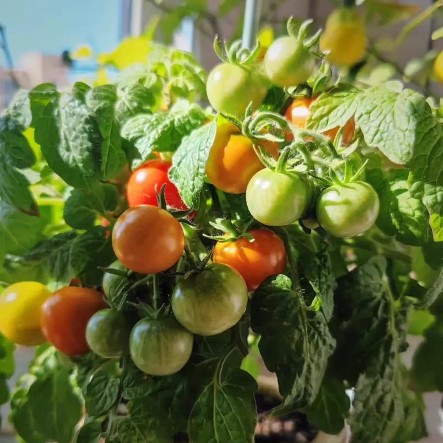 夏天阳台种小番茄不挂果的原因 夏天阳台种小番茄不挂果怎么办