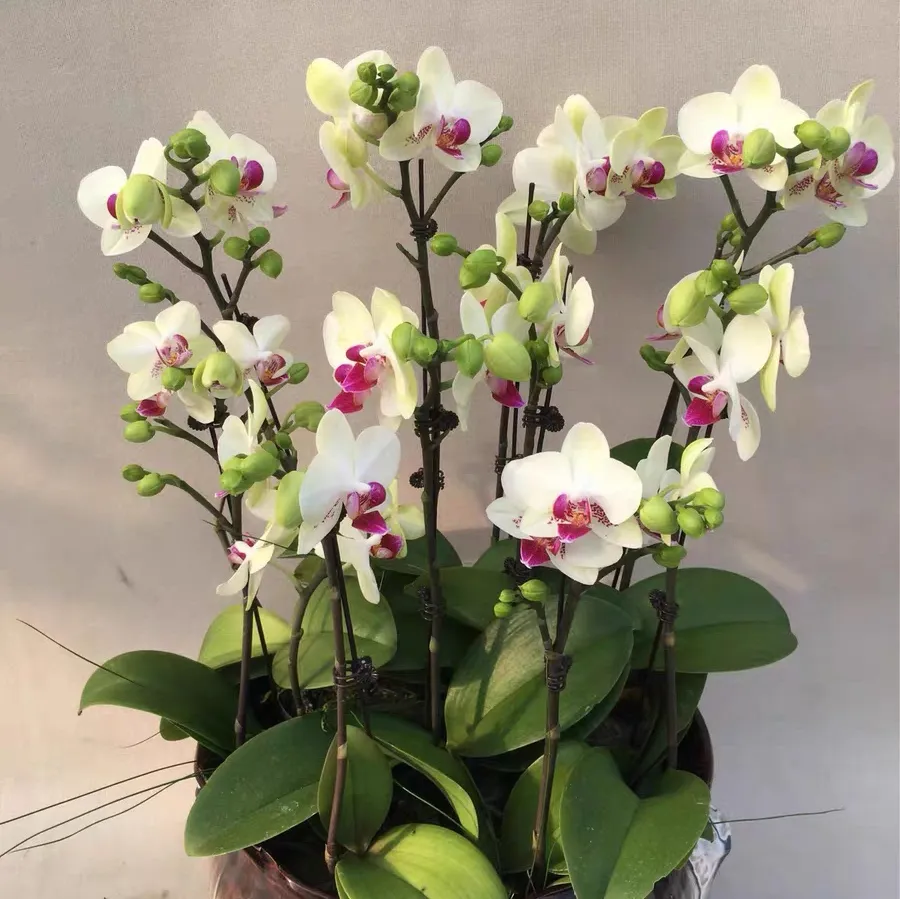 蝴蝶兰开花前应怎样养护 蝴蝶兰开花前要浇水吗