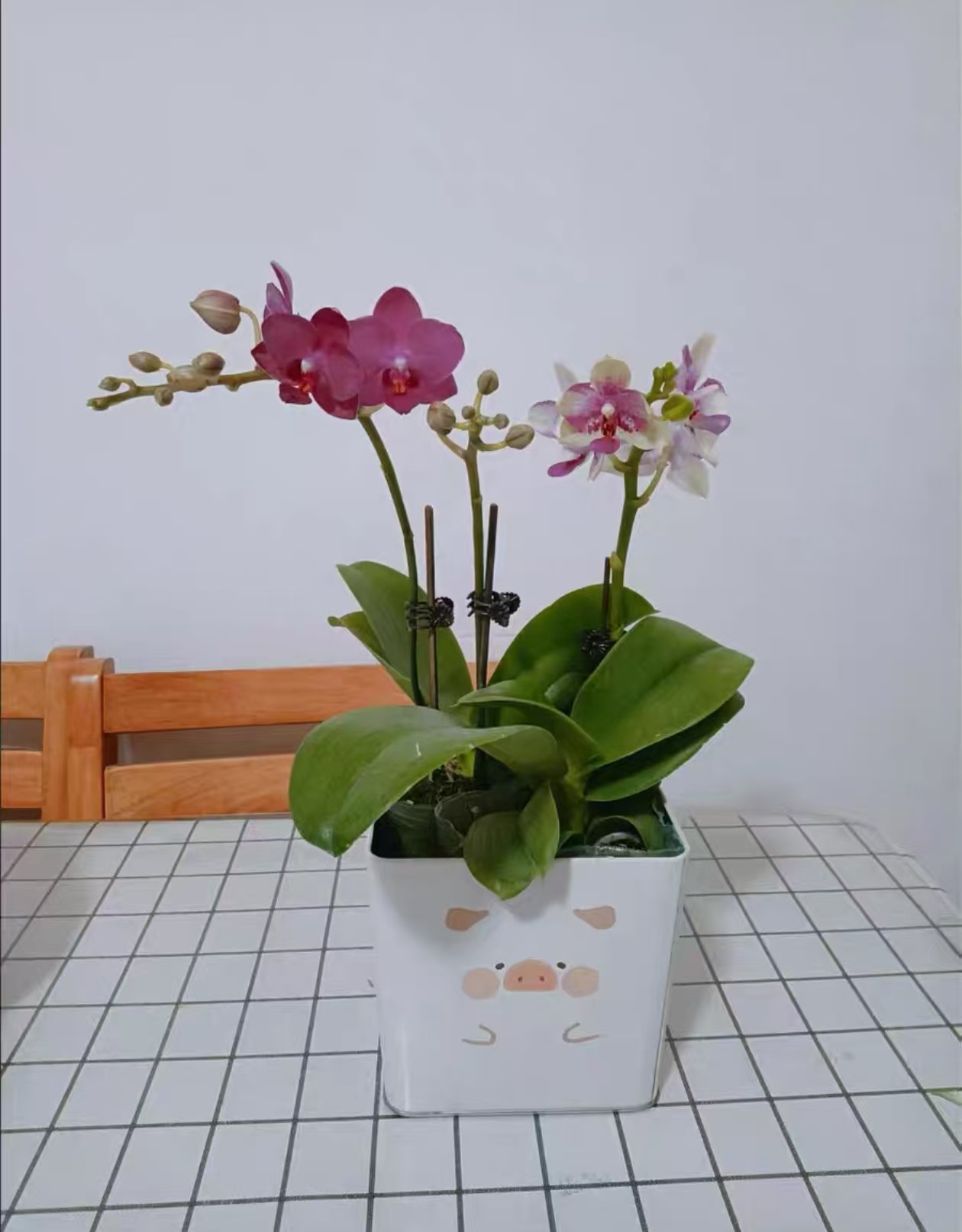 蝴蝶兰最佳换盆时间是几月份？蝴蝶兰用透明还是不透明花盆好？