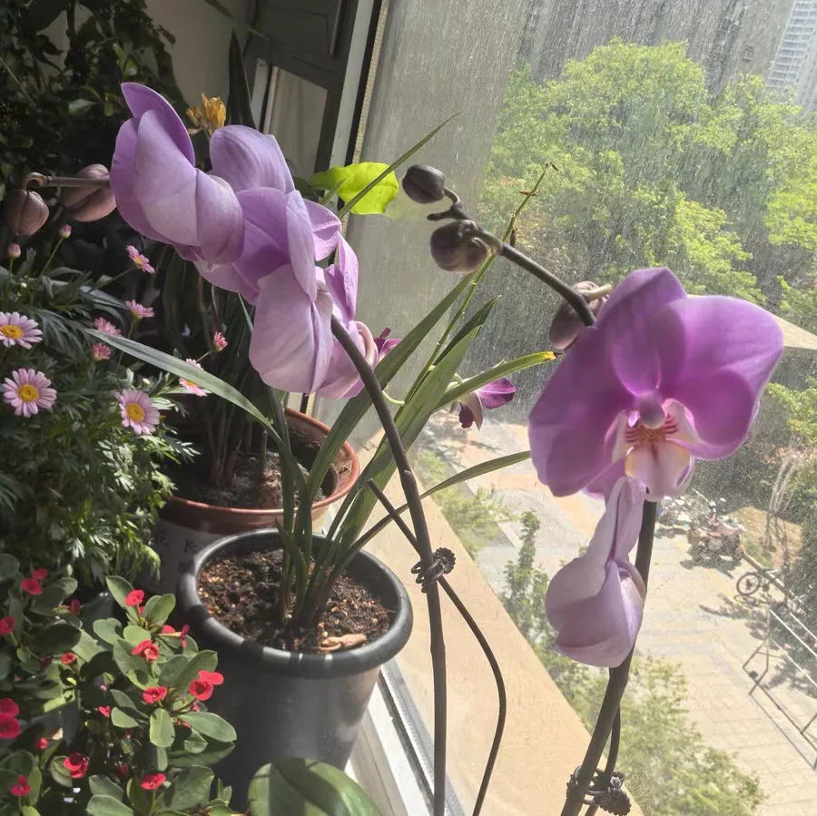 蝴蝶兰根系发白是什么原因 蝴蝶兰根系发白是缺水吗