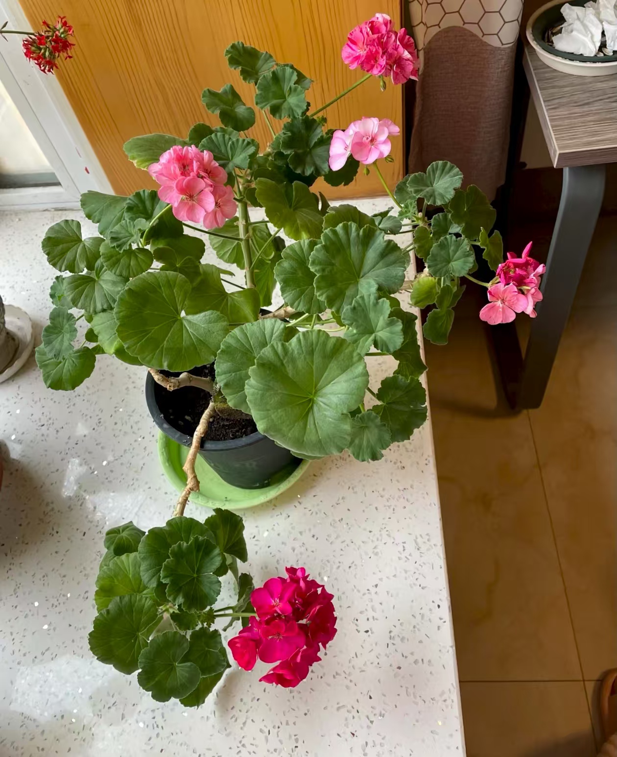 一年多次开花的花卉有哪些？不怕晒太阳的植物养哪一种好？