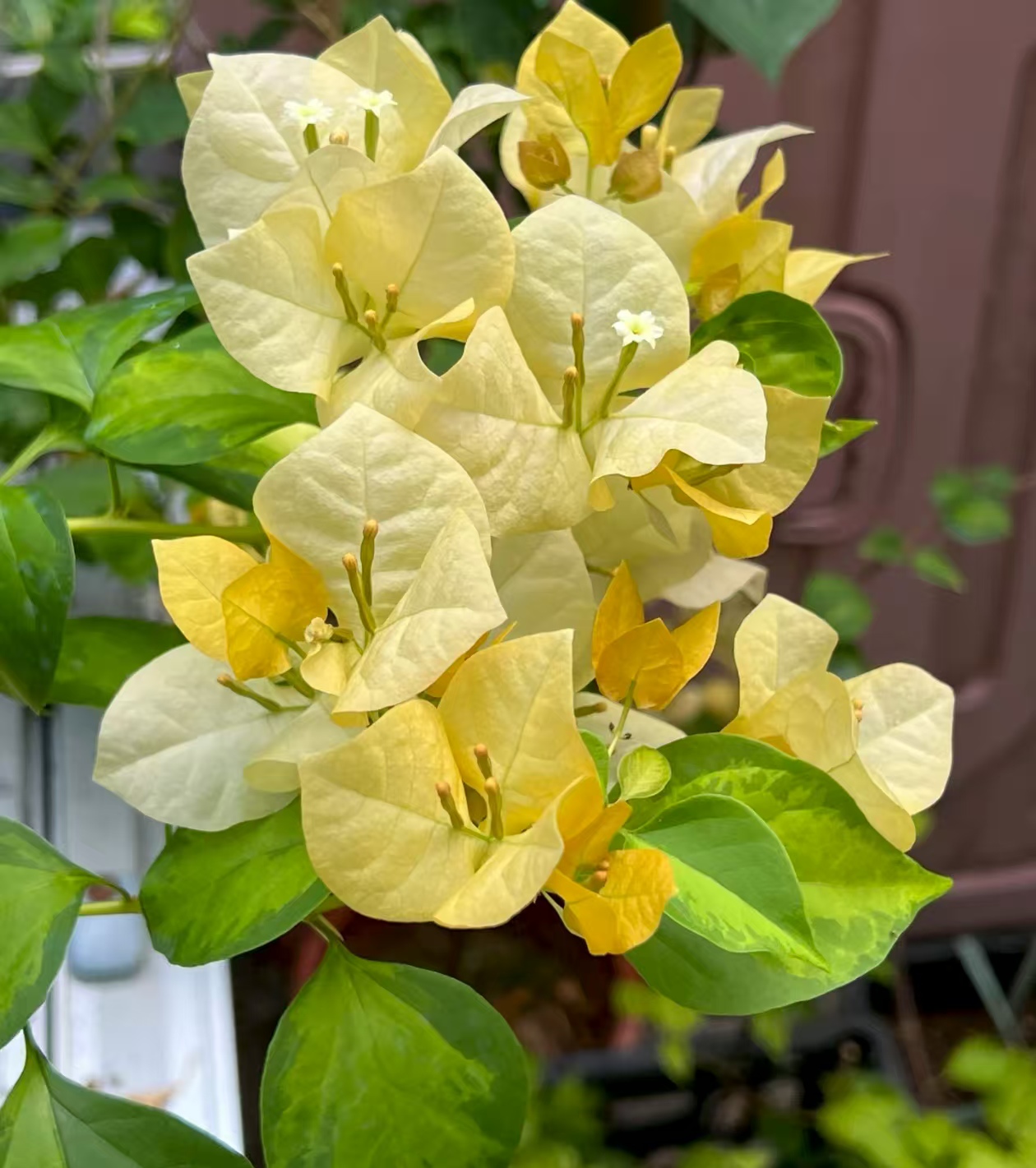 一年365天开花的植物有哪些？花量大花期长的花有哪些？