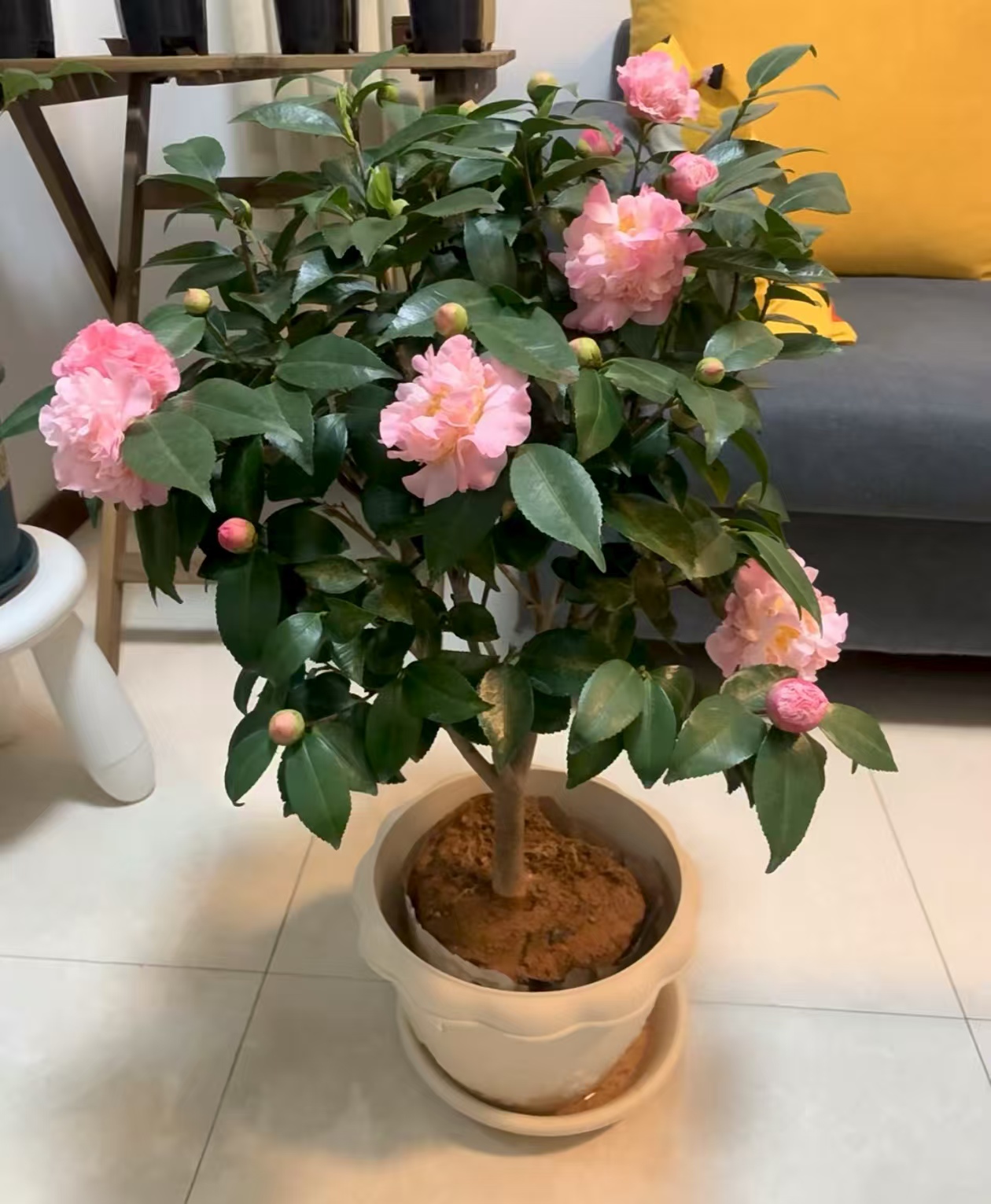 香茶花适合室内养吗？茶花杂交品种有哪些呢？