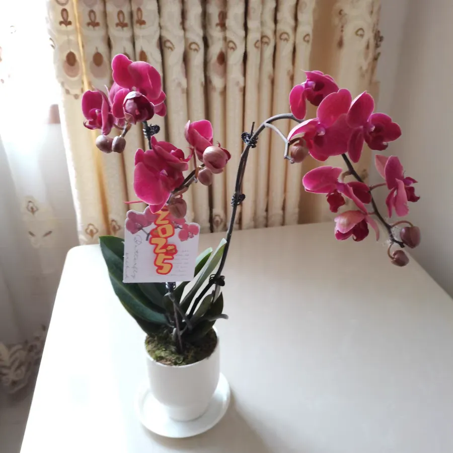 蝴蝶兰叶片晒伤还能恢复吗 蝶兰叶片晒伤要剪掉吗