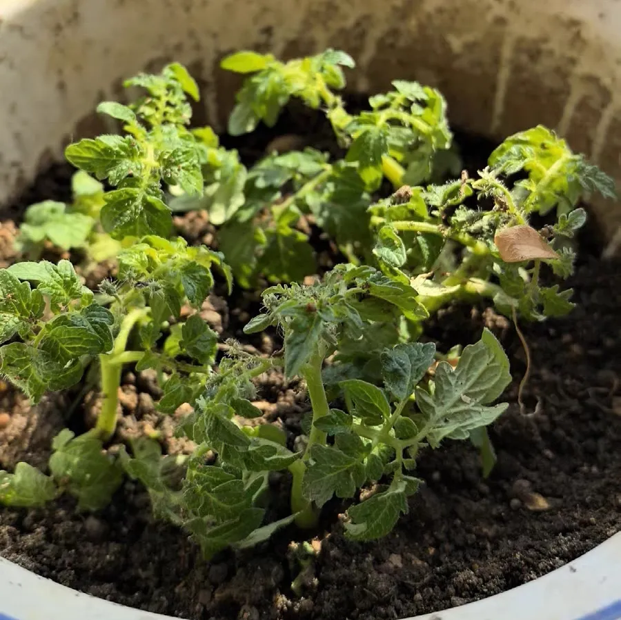 小番茄如何种植方法管理 种小番茄的方法和步骤