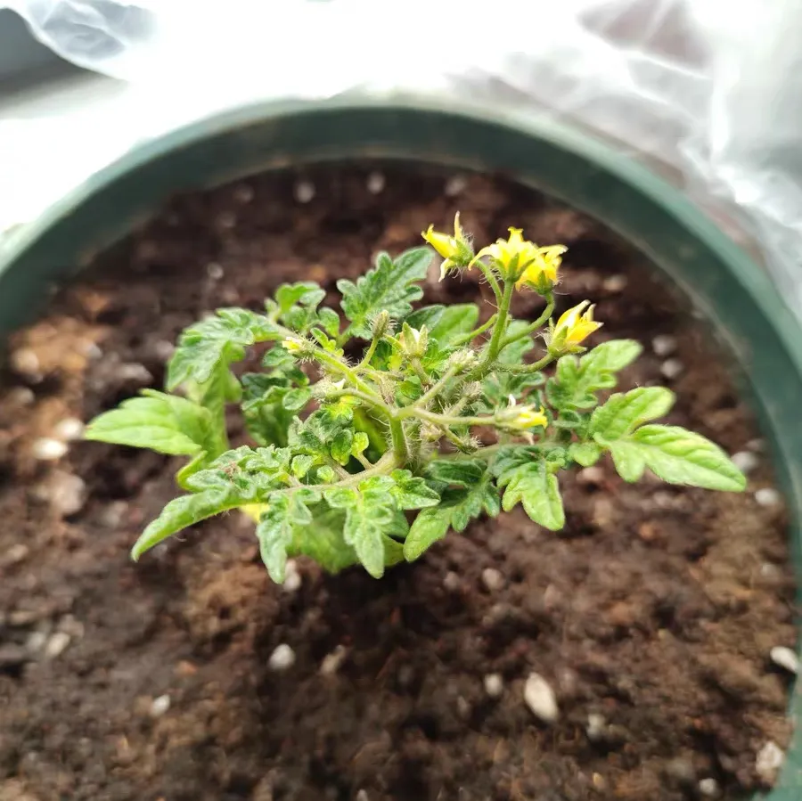 冬天番茄苗怎么养护和管理 冬天番茄苗怎么养护好