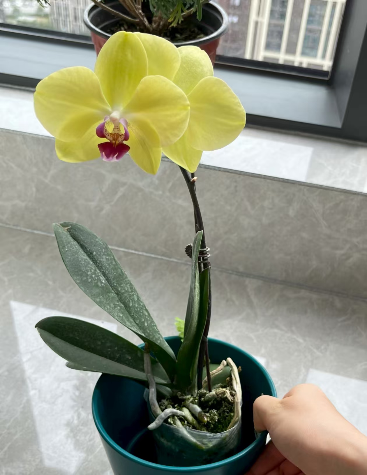 怎样给蝴蝶兰增加湿度呢？新手如何给蝴蝶兰施肥呢？