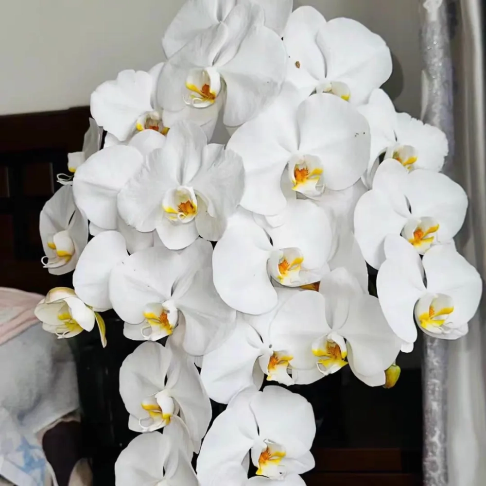 蝴蝶兰丰花品种推荐 蝴蝶兰花量大品种有哪些