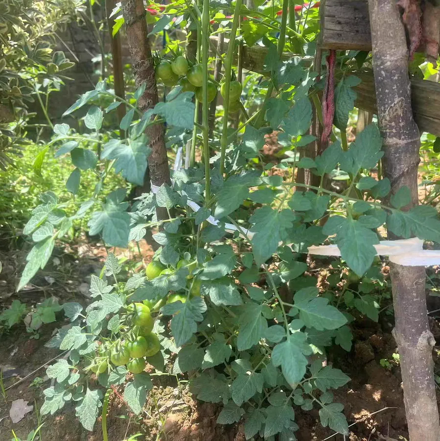 番茄开花就掉是什么原因 番茄开花就掉怎么解决